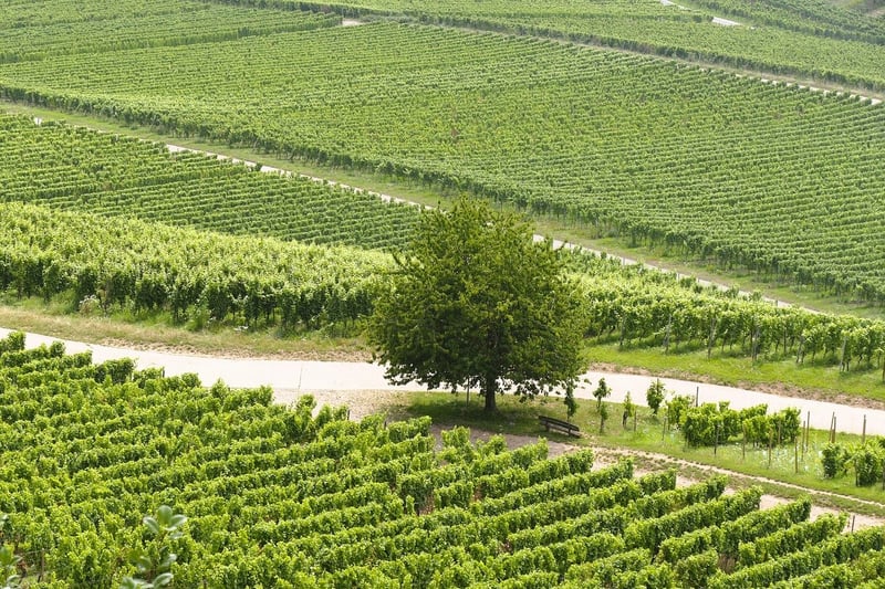 Vineyard